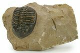 Detailed Hollardops Trilobite - Foum Zguid, Morocco #363173-2